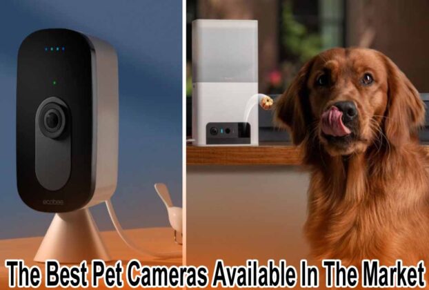 The Best Pet Cameras Available In The Market